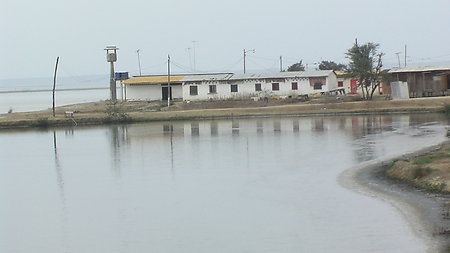 SeaFood - Shrimp Farming