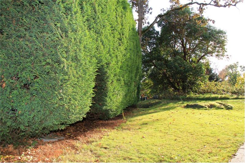 3990 Cedar Hill Rd. Saanich BC, Super Privacy Hedge