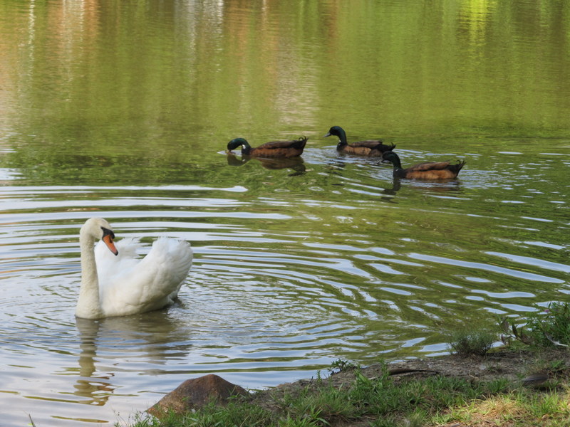 Wildlife on the lake