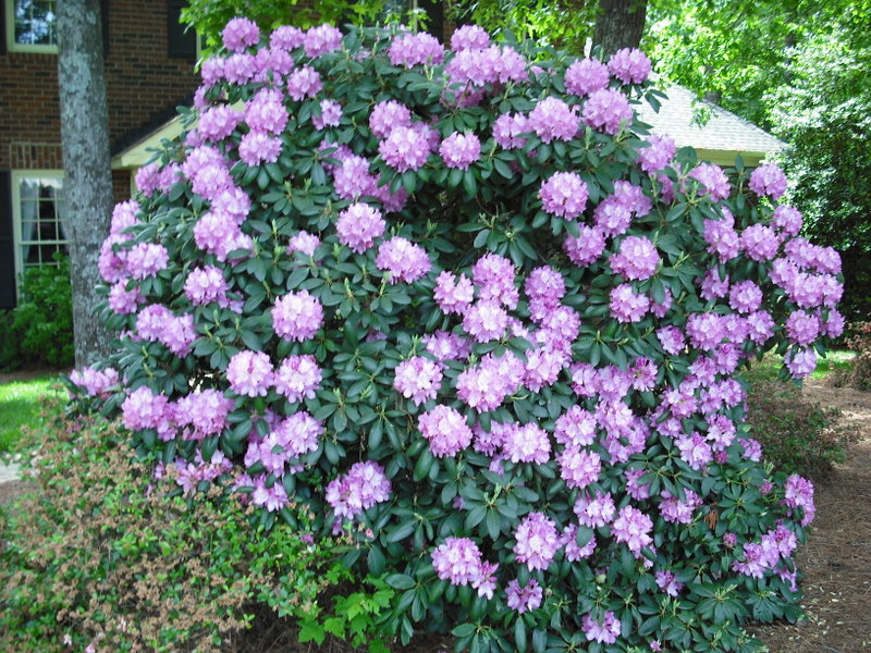 Rhododendron blooms