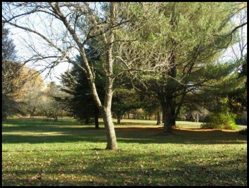 Another yard view