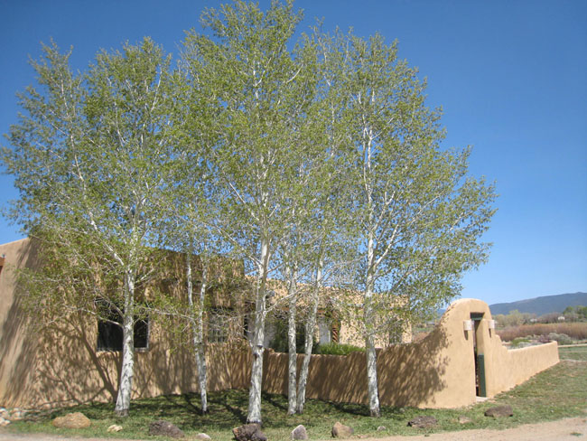 Aspens