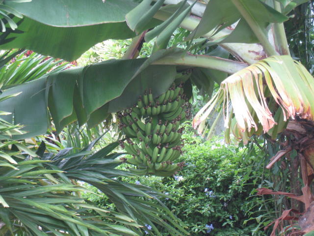 Fruit Trees on the Tropical Grounds